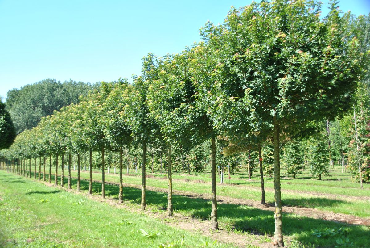 Grote/volwassen boom kopen? Lees deze tips!